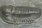 Colorful Proetid Trilobite - Jorf, Morocco #362847-3